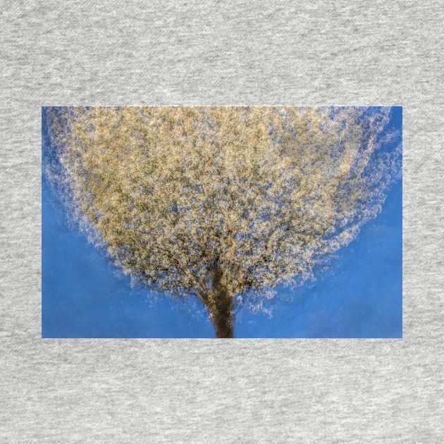 Cherry Tree Multiple Exposure by TonyNorth